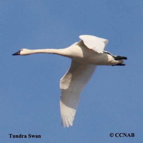 Tundra Swan