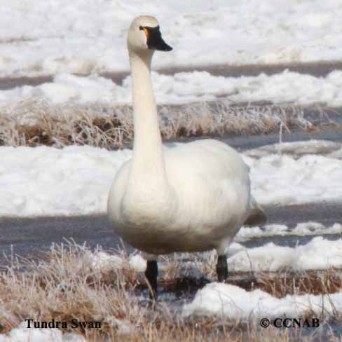 Tundra Swan