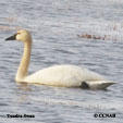 Tundra Swan range map