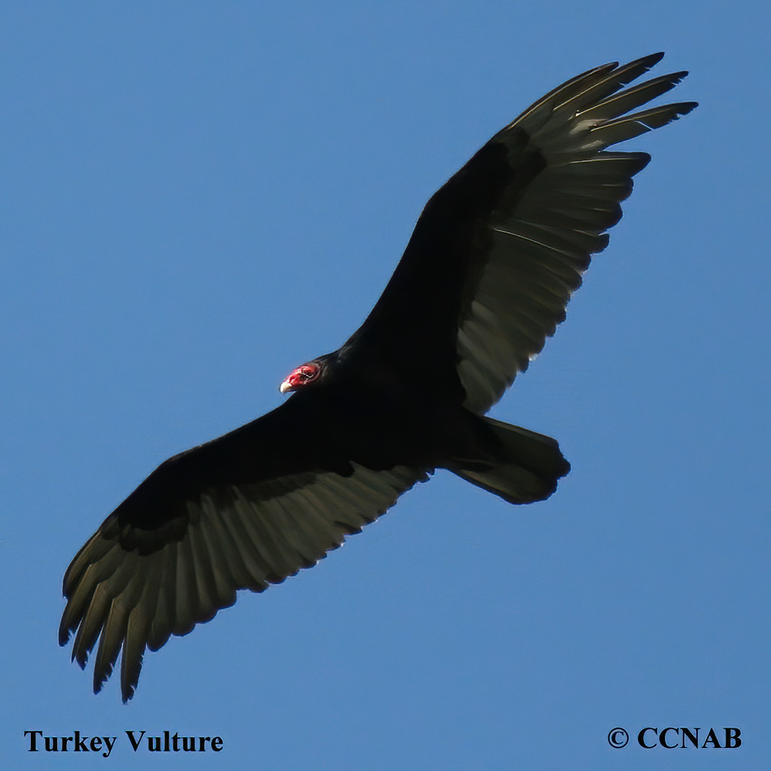 Turkey Vulture