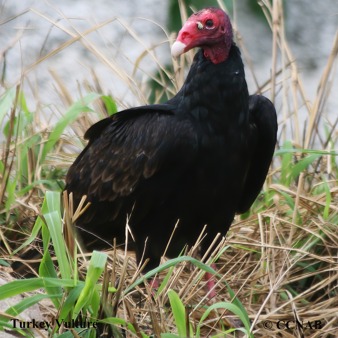 Turkey Vulture