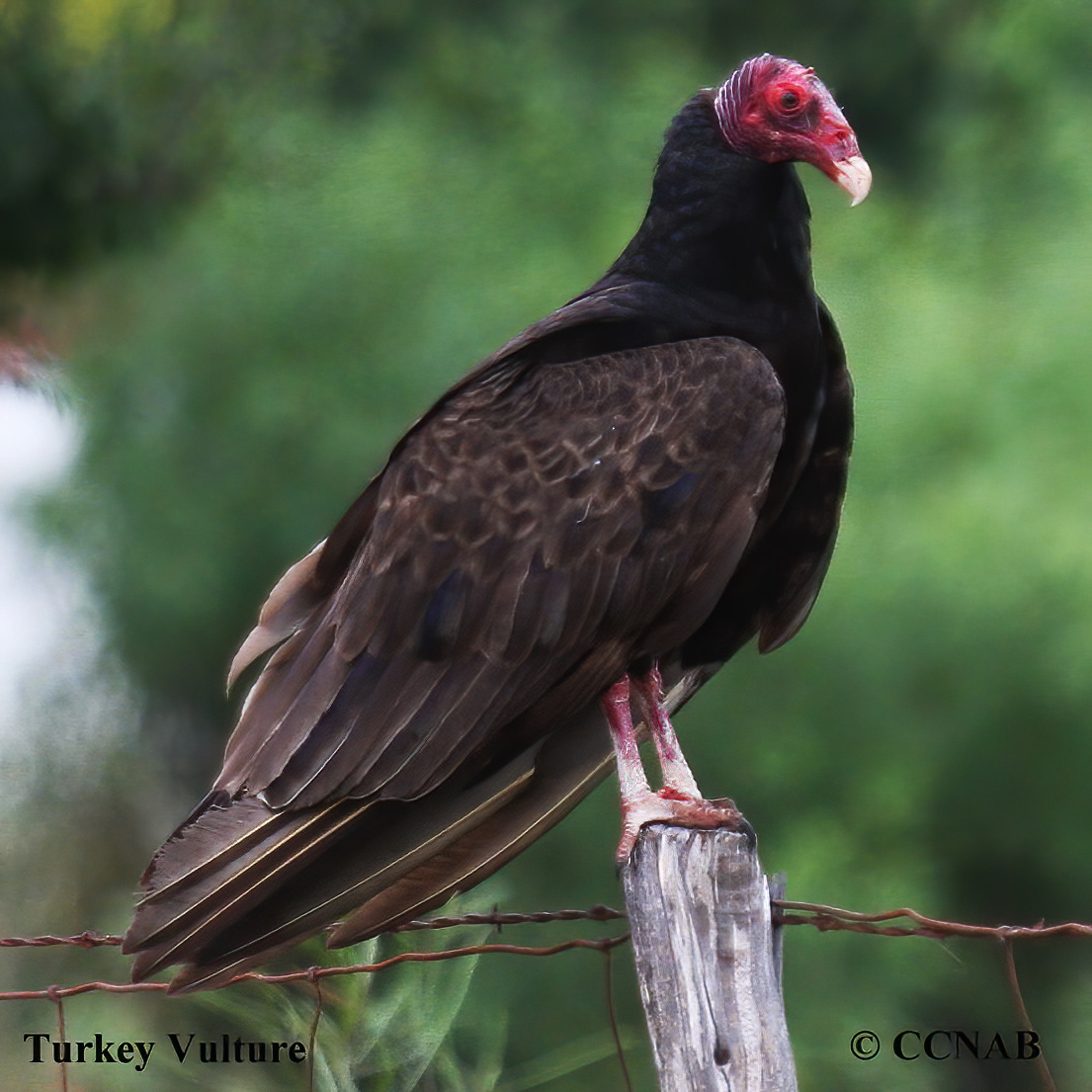 Turkey Vulture