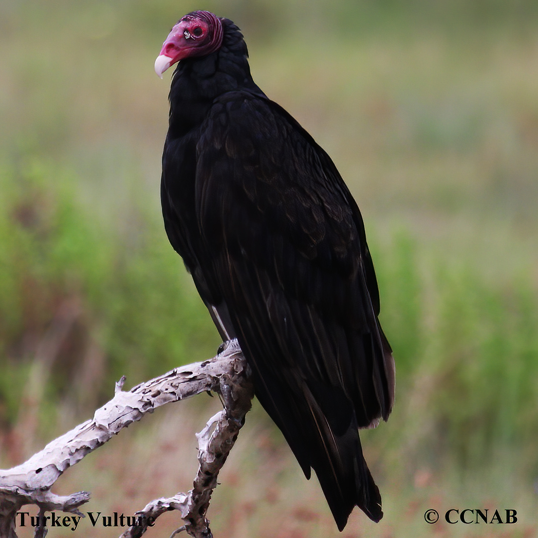 Turkey Vulture - American Bird Conservancy