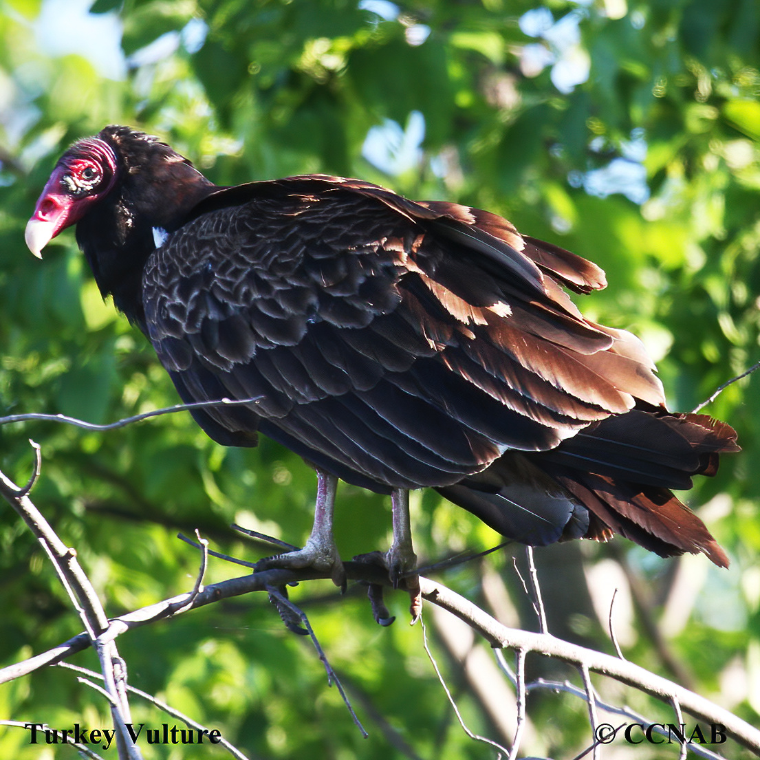 Turkey Vulture