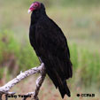 Turkey Vulture range map