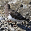 Turnstones