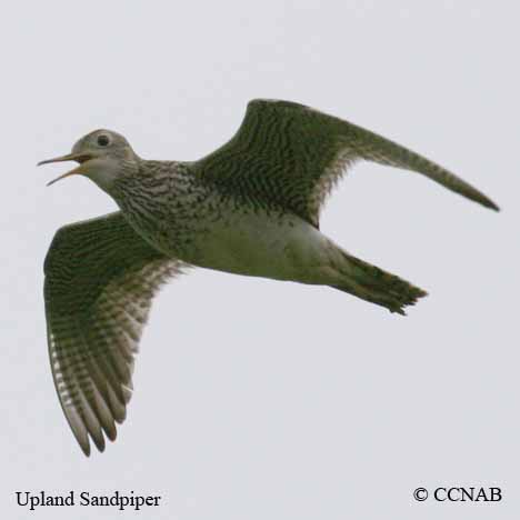 Upland Sandpiper