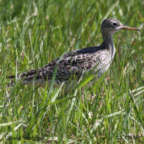 Upland Sandpiper