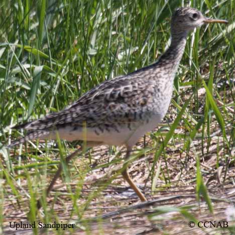 Upland Sandpiper