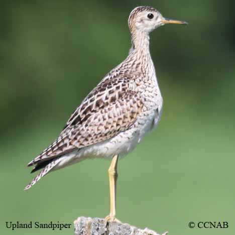 Upland Sandpiper