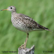 Upland Sandpiper range map