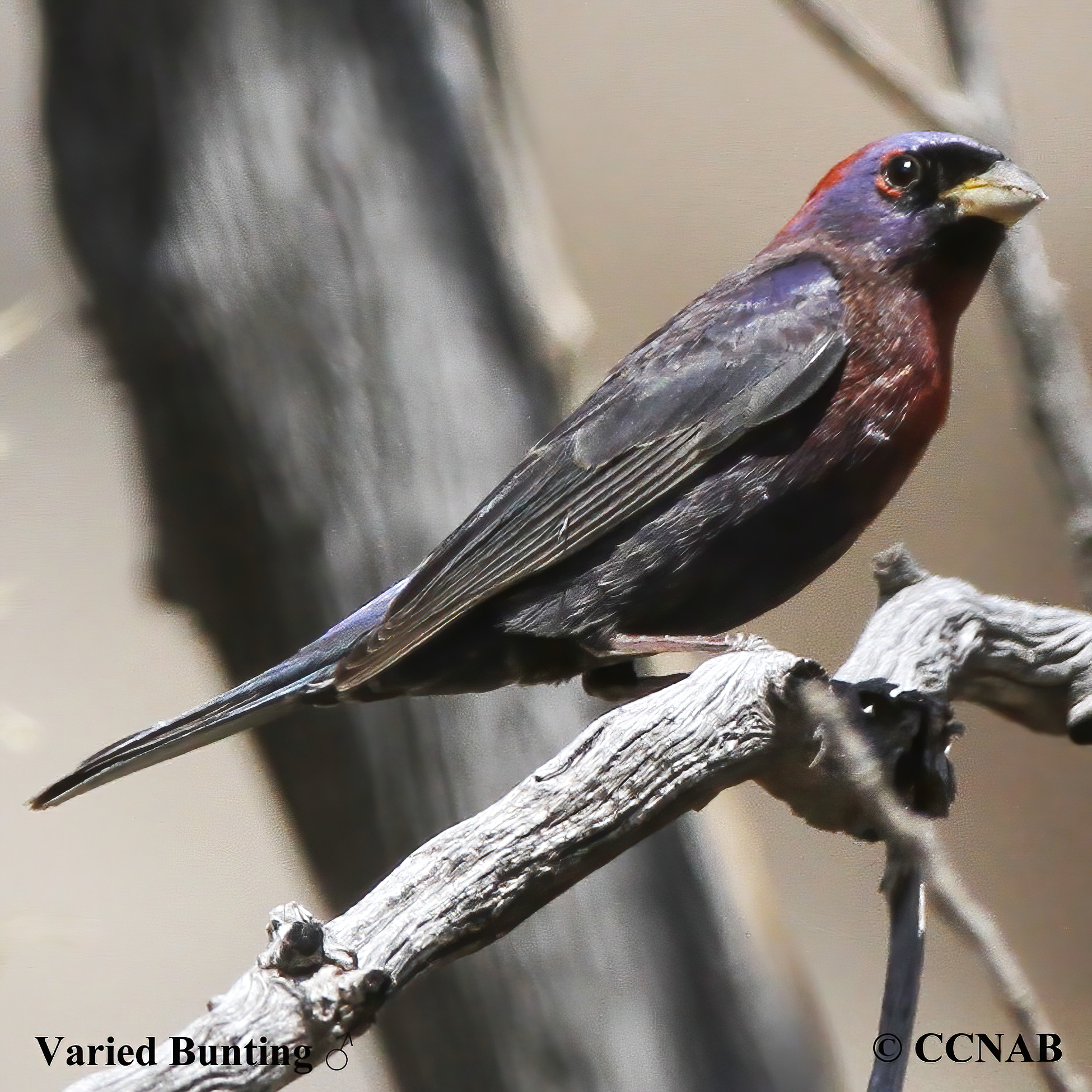 Varied Bunting