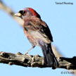 Varied Bunting range map