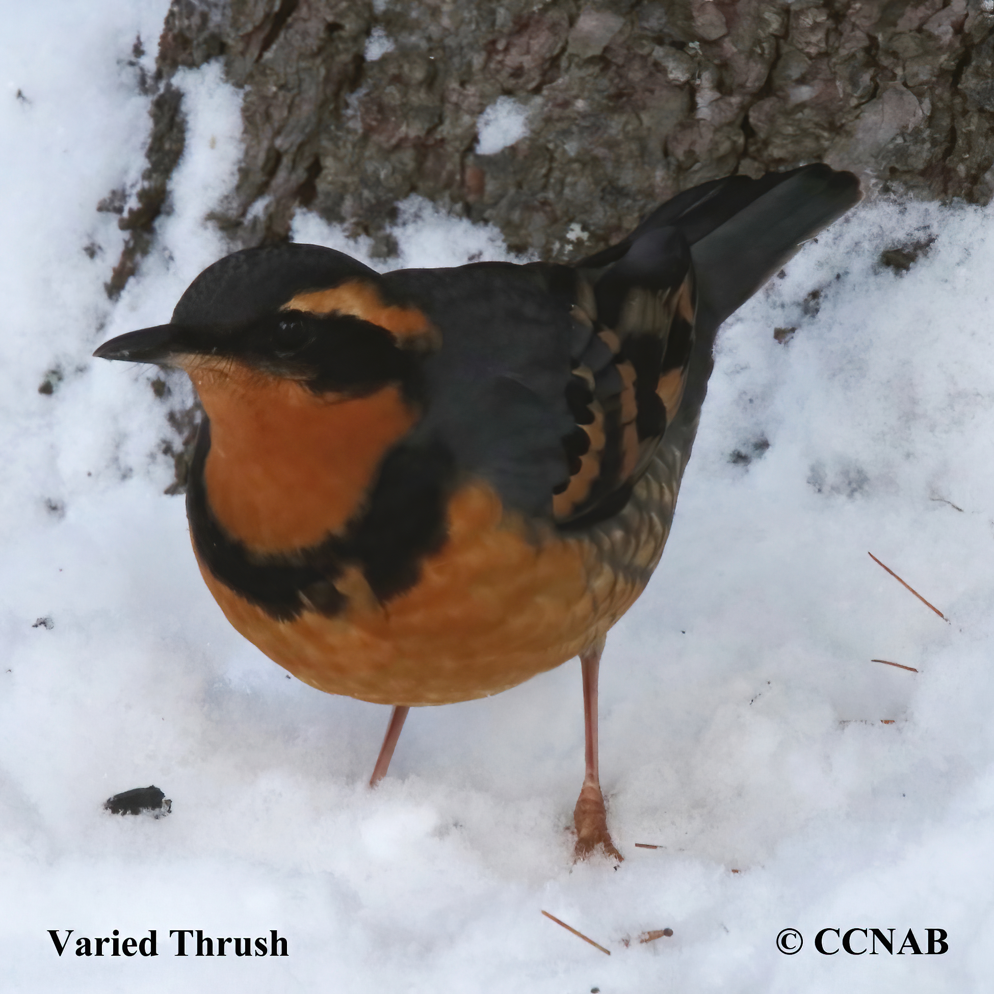 Varied Thrush