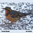 Varied Thrush range map