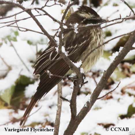 Variegated Flycatcher