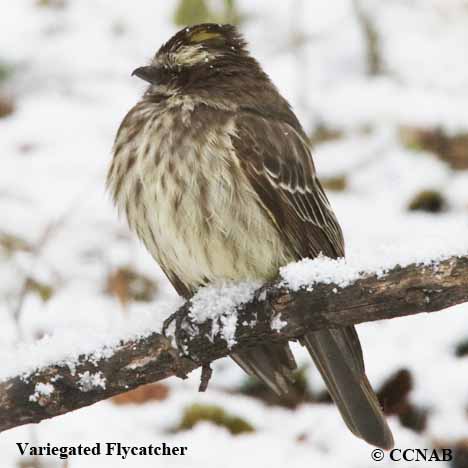 Variegated Flycatcher