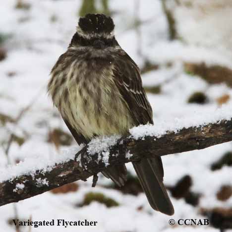 Birds of North America