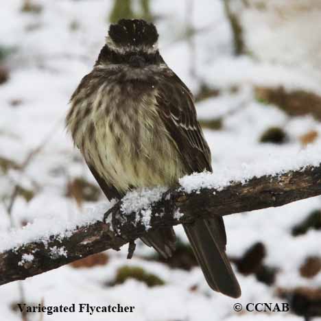 Variegated Flycatcher