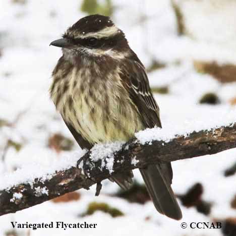 Birds of North America