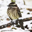 Variegated Flycatcher