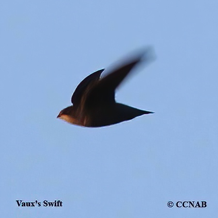 Birds of North America