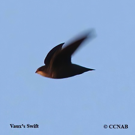 Vaux's Swift