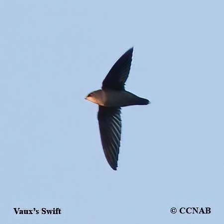 Vaux's Swift