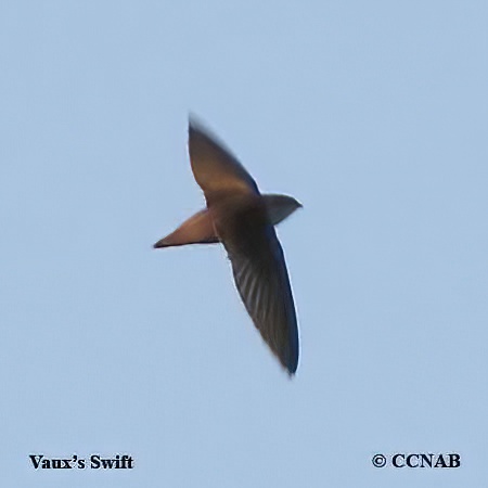 Vaux's Swift