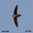 Vaux's Swift