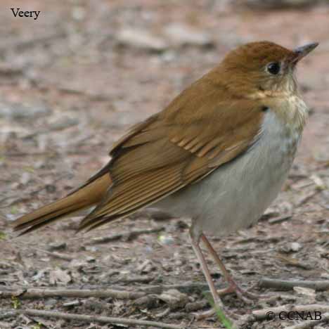 Birds of North America