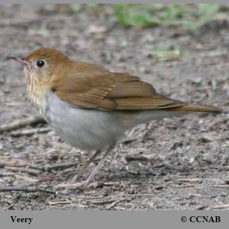 Veery