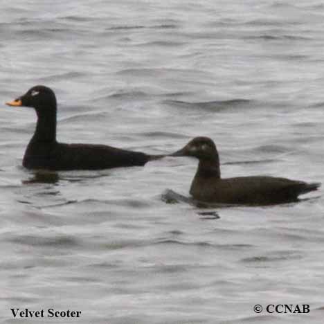 Birds of North America