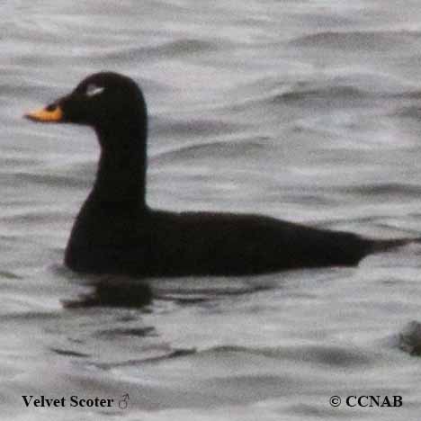 Velvet Scoter