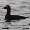 Velvet Scoter