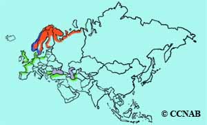 Velvet Scoter range map