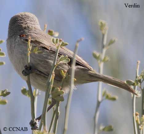 Verdin