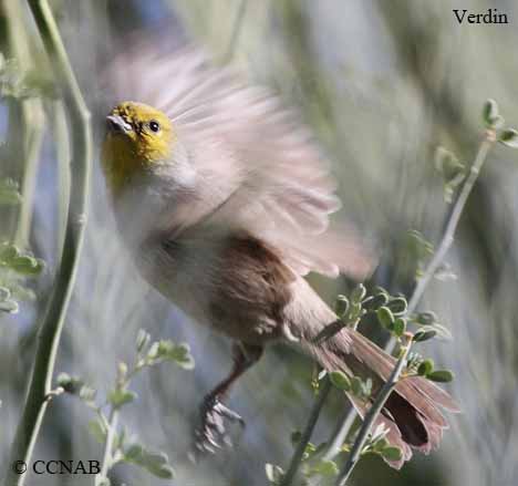 Verdin