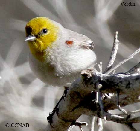 Verdin