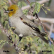 Verdin