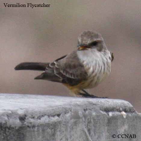 Vermilion Flycatcher