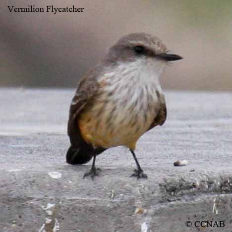 Vermilion Flycatcher