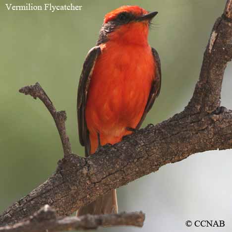 Vermilion Flycatcher