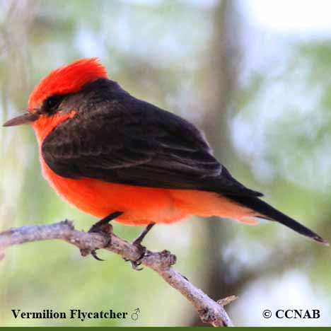 Tin Sign XXL Bird Species Red Flycatcher