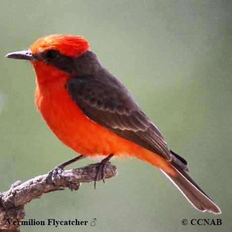 Birds of North America