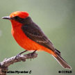 Vermilion Flycatcher range map