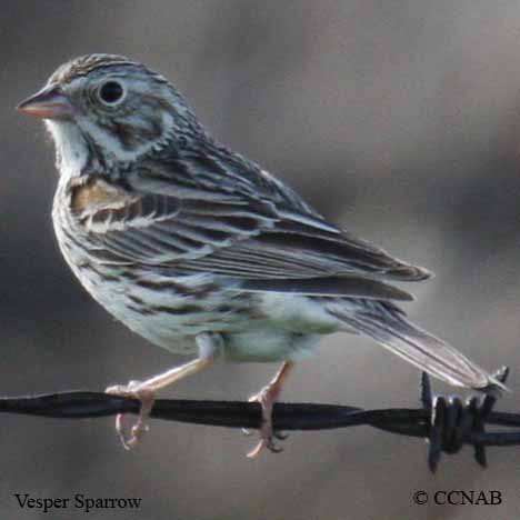 Vesper Sparrow