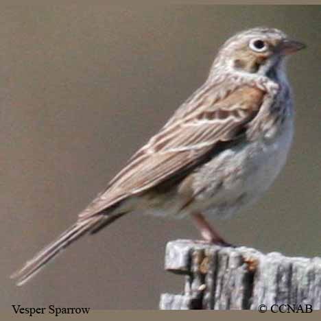 Birds of North America