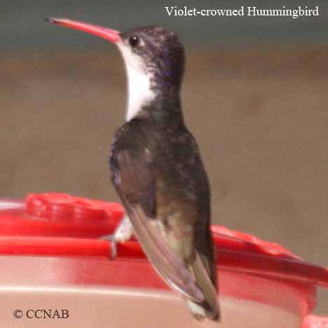 Violet-crowned Hummingbird