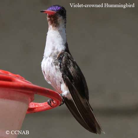 Violet-crowned Hummingbird